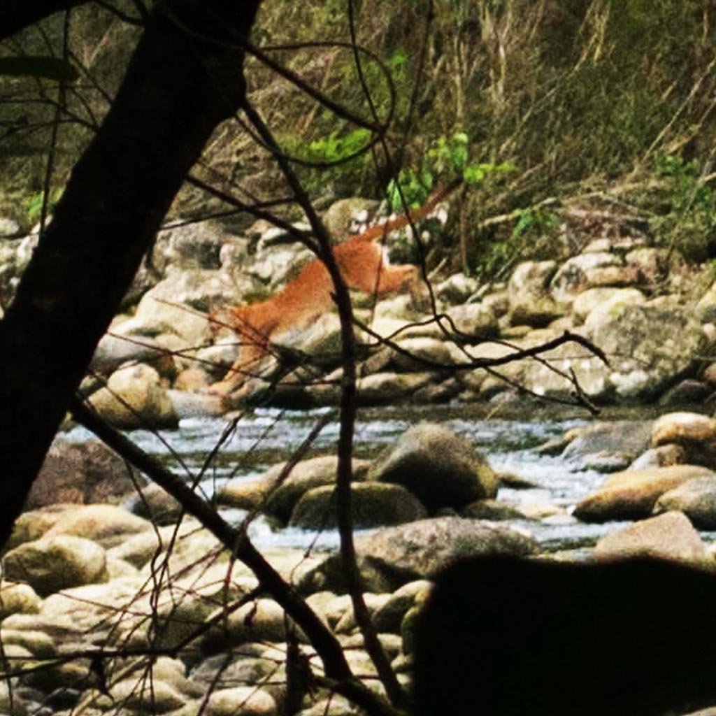 Resultado de imagem para onça parda restinga bertioga